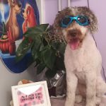 Maite Perales Peluquería Canina – Peluquería Canina en Castellón De La Plana