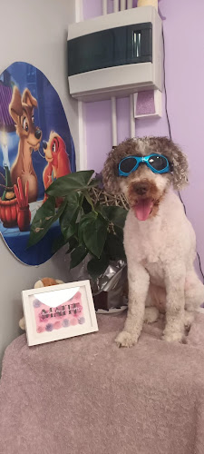 Maite Perales Peluquería Canina en Castellón
