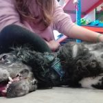 Manada Feliz – Peluquería Canina en Castellón De La Plana