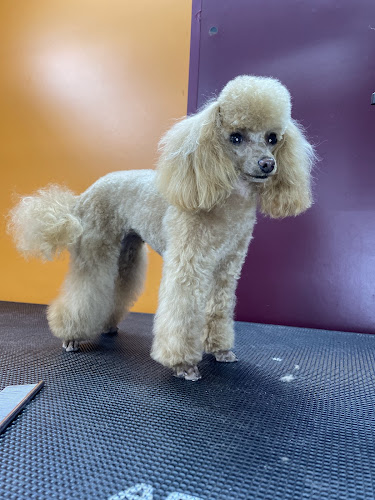 Mapache Peluquería Mascotas en Alicante