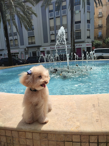 Marina Dog Peluquería Canina en Ceuta