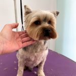 Marisol Cortés Estilista Canino – Peluquería Canina en Castellón De La Plana
