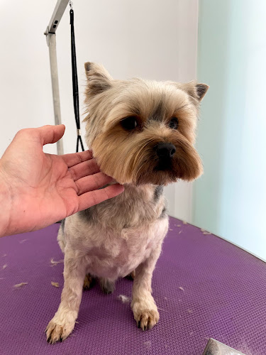 Marisol Cortés Estilista Canino en Castellón