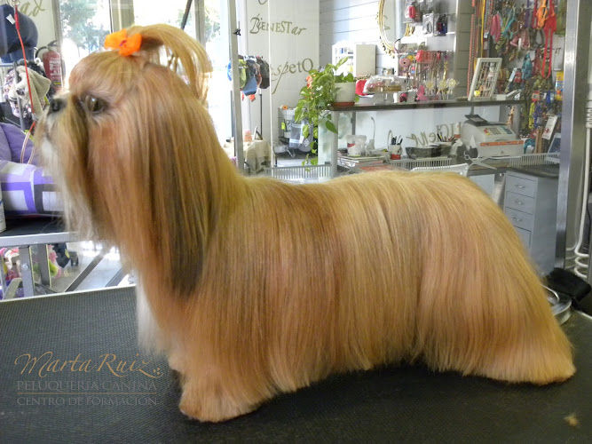 Marta Ruiz Peluquería Canina en Zaragoza