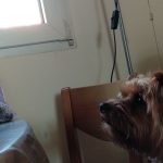 Maruxin – Peluquería Canina en Santander