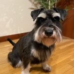 Mas Can General Elorza - Tienda Y Peluqueria Canina Y Felina – Peluquería Canina en Oviedo