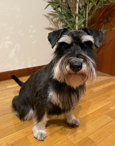 Mas Can General Elorza - Tienda Y Peluqueria Canina Y Felina en Asturias