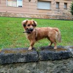 Mas Can Pumarin - Tienda Y Peluqueria Canina Y Felina – Peluquería Canina en Oviedo