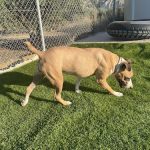 Más Que Huellas – Peluquería Canina en Alcantarilla
