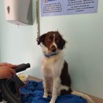 Mascosti (Autolavado De Mascotas) – Peluquería Canina en L'hospitalet De Llobregat