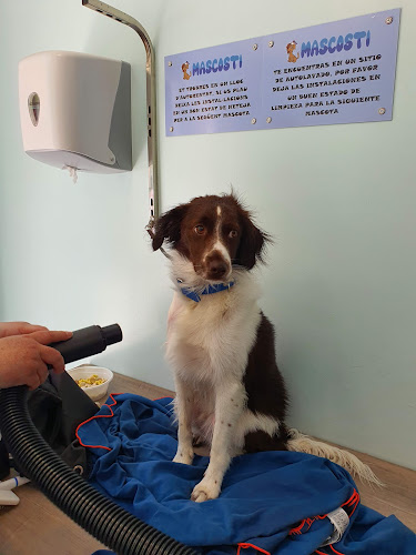 Mascosti (Autolavado De Mascotas) en Barcelona