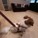 Mascot La Boutique – Peluquería Canina en Bilbao