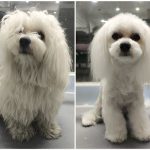 Mascotart Hospitalet – Peluquería Canina en L'hospitalet De Llobregat