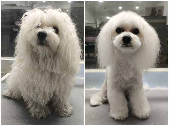 Mascotart Hospitalet en Barcelona