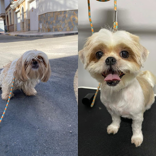 Mascotas Kck en Málaga