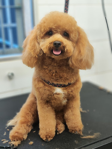 Mascotas Torrejón - Peluquería Canina en Madrid