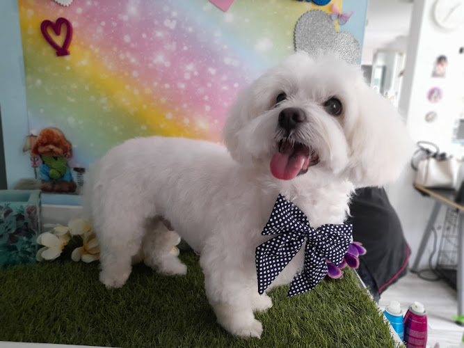 Mascotines en Málaga