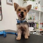 Mascotis – Peluquería Canina en Las Palmas De Gran Canaria