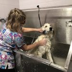 Maskoteros – Peluquería Canina en Ermua