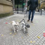 Maskotxoko – Peluquería Canina en Donostia-san Sebastian