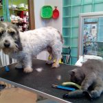 Master Can – Peluquería Canina en Gijón