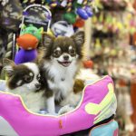 Max Pet – Peluquería Canina en Vitoria-gasteiz