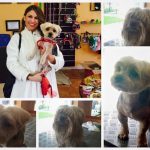 Mi Guau – Peluquería Canina en Gijón