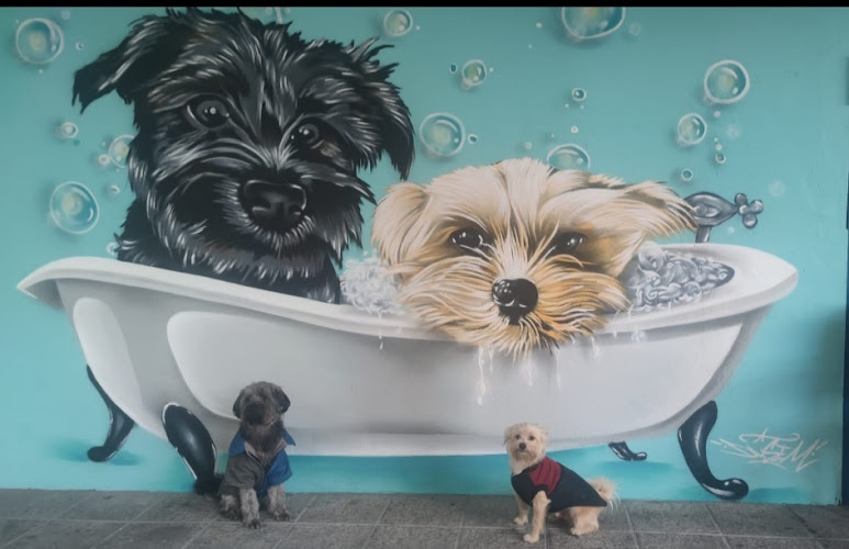 Mi Mascota Barrocás en Province Of Ourense