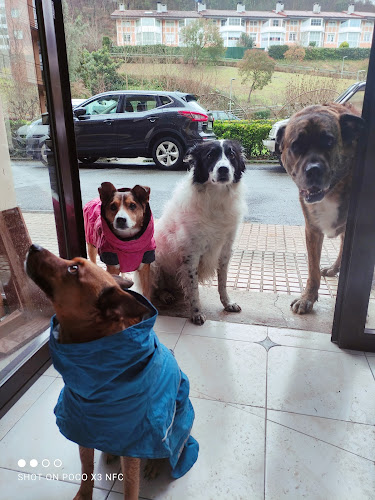 Micocan, Centro Canino Y Felino en Gipuzkoa