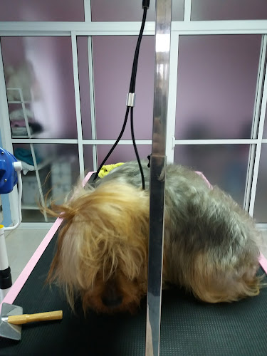 Mico's Peluqueria Canina en Cantabria