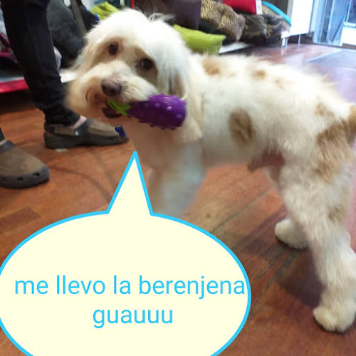 Midoki-Santaló Perruqueria Canina I Més en Barcelona