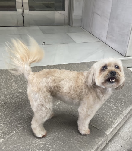 Miimadog en A Coruña
