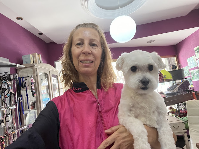 Mimadog en Alicante