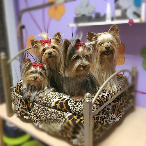Mima'ls Perruqueria Canina Y Clínica Veterinària en Tarragona