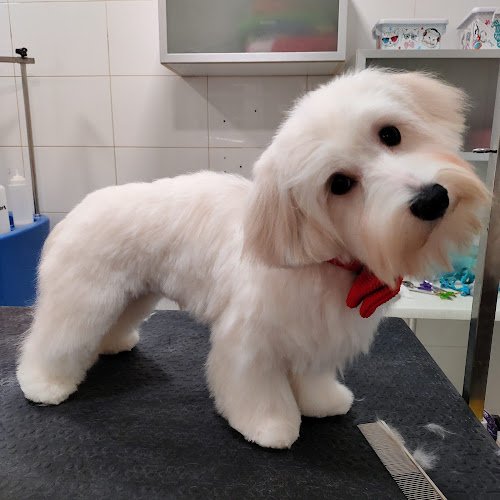 Mimats Perruqueria Canina I Felina, Cursos Iniciació Perruqueria, Alimentació I Accessoris en Girona