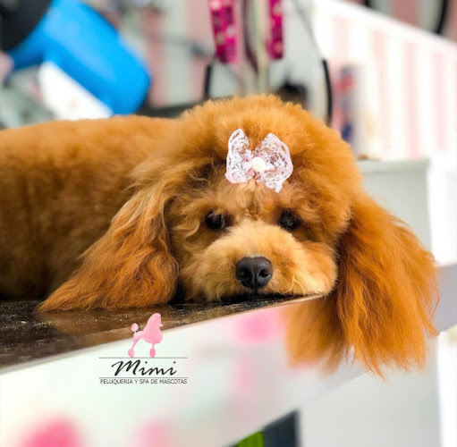 Mimi's Peluquería Canina & Felina en Tarragona