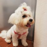 Mimomascotas – Peluquería Canina en Alhendín