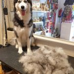 Mimopets Bilbao Peluquería Canina Y Spa (Ozonoterapia) – Peluquería Canina en Bilbao