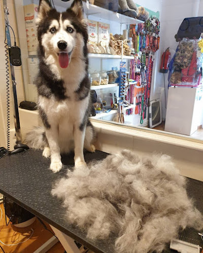 Mimopets Bilbao Peluquería Canina Y Spa (Ozonoterapia) en Biscay