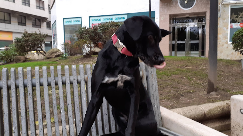 Mis Mascotas en La Coruña