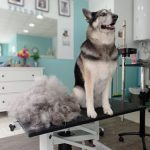Mis Peludos – Peluquería Canina en Gijón