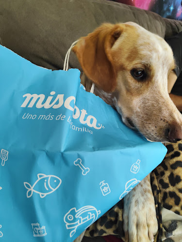 Miscota en Alicante