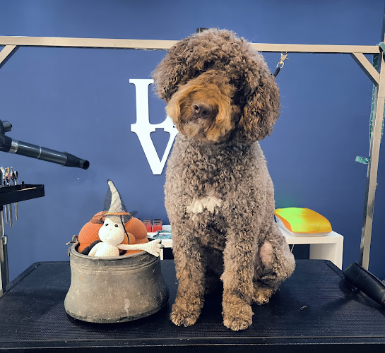 Miss Greta Peluqueria Canina en Barcelona