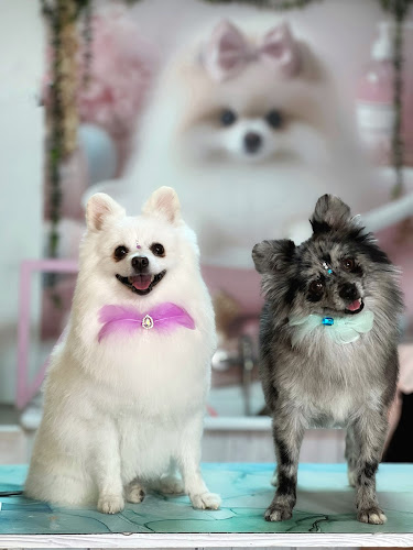 Miss Pom Grooming (Peluquería Canina) en Granada