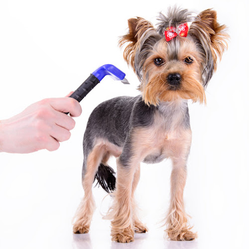 Mister Dogus - Peluquería Canina en Barcelona