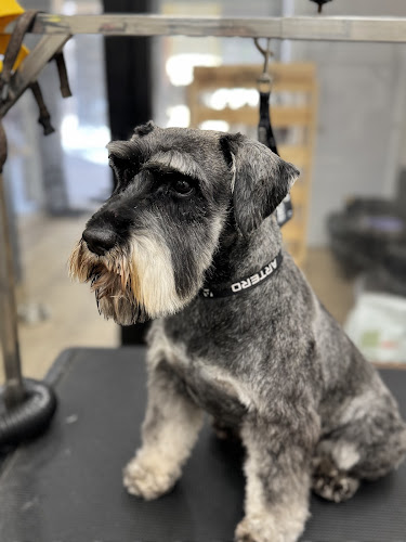 Moixaines Peluqueria Canina Y Felina en Barcelona