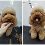Mokai – Peluquería Canina en San Sebastián De Los Reyes