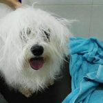 Momo Bitxitos – Peluquería Canina en Pamplona
