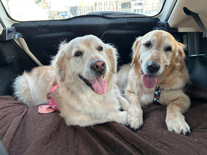 Mon Amic – Peluquería Canina Sarrià, Barcelona en Barcelona