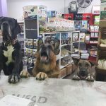 Mr Animal – Peluquería Canina en Reus